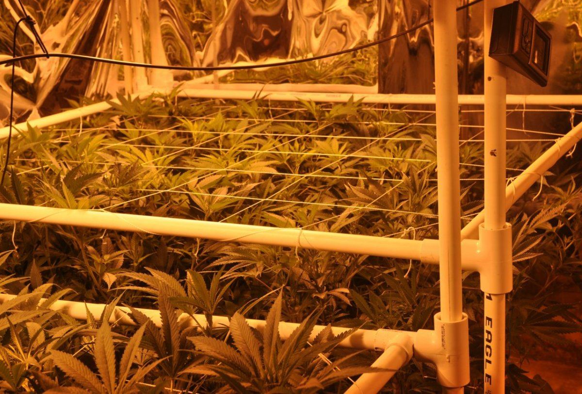Trellis 6