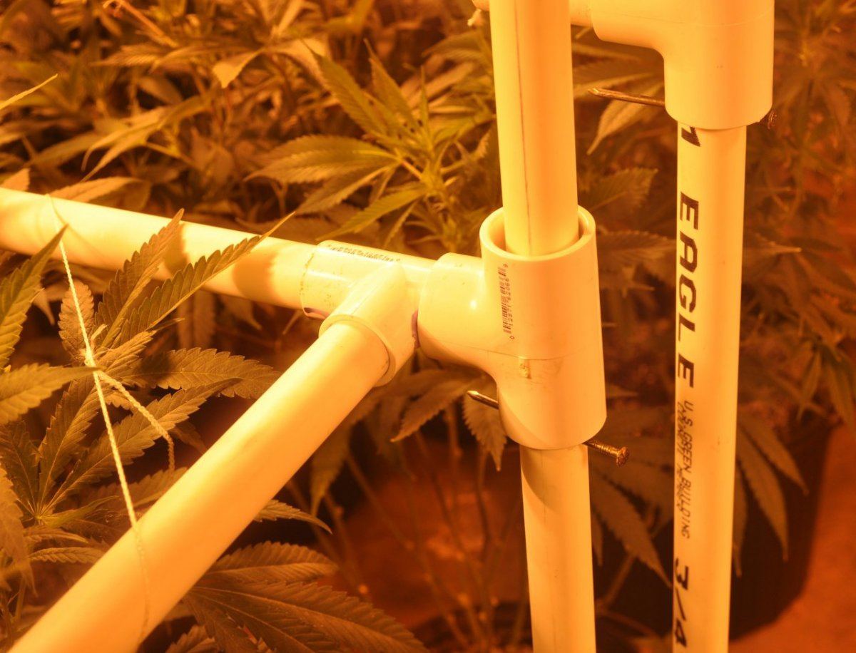 Trellis 7