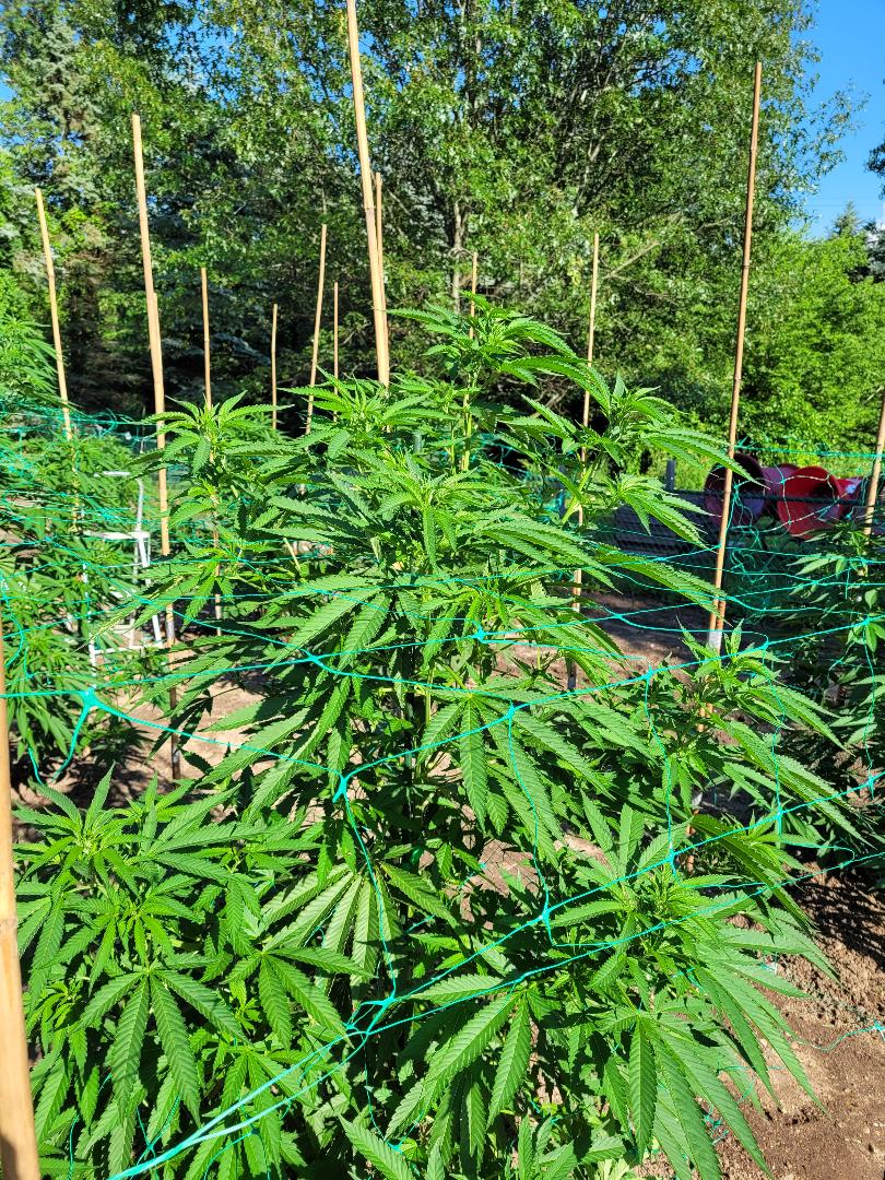 Trellis Gorilla ZZ