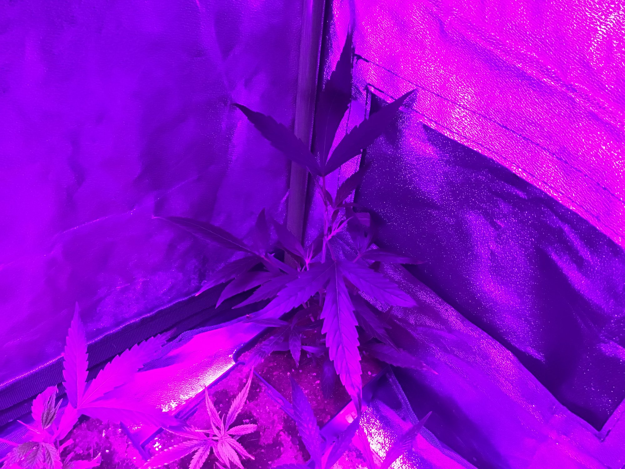 www.thcfarmer.com