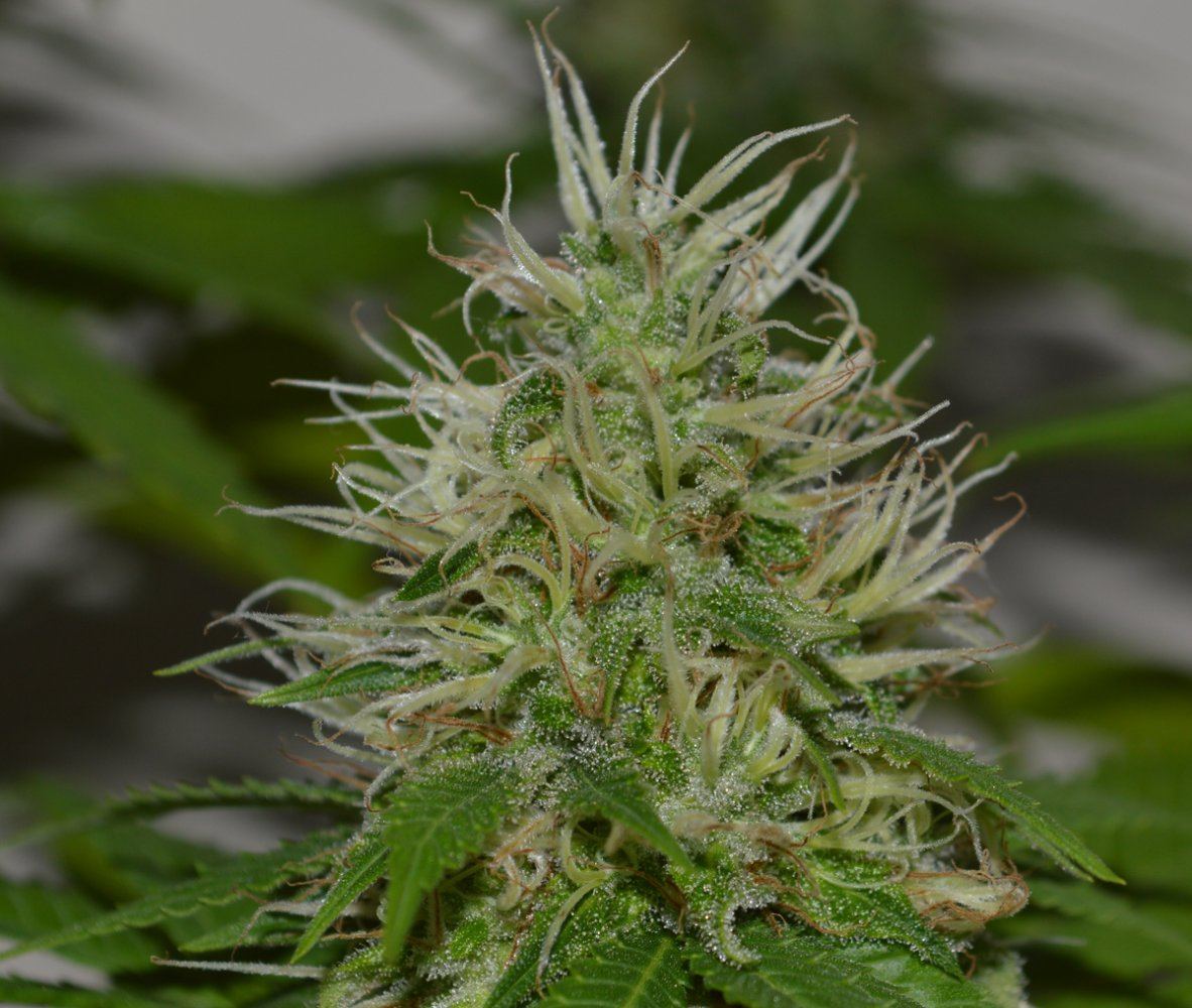 Tri bud