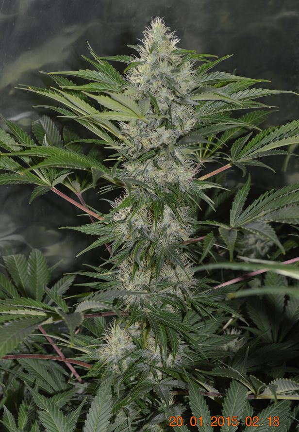 Tri cola