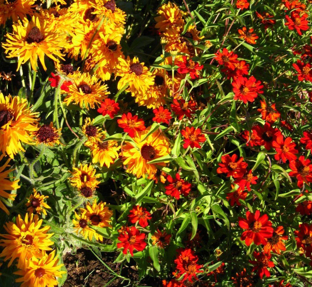 TrialDisplay Garden11