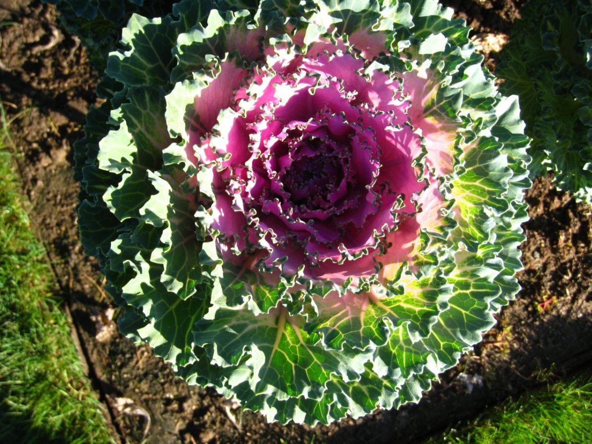 TrialDisplay Garden13