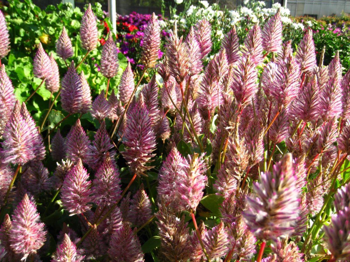 TrialDisplay Garden21
