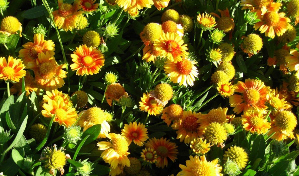 TrialDisplay Garden23