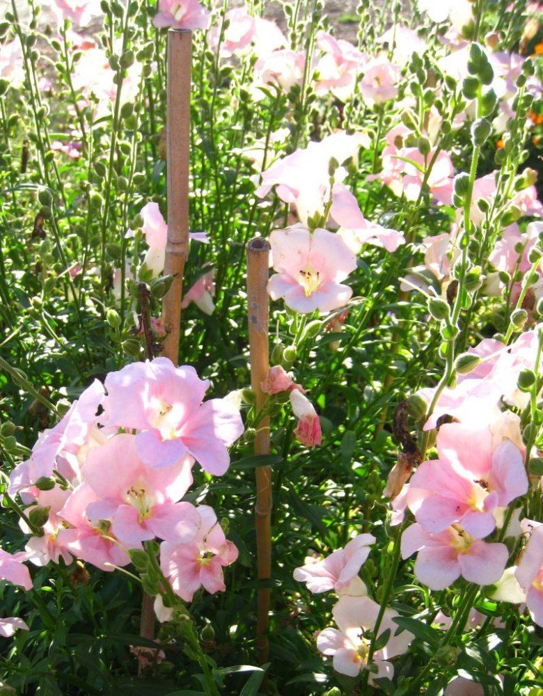 TrialDisplay Garden25