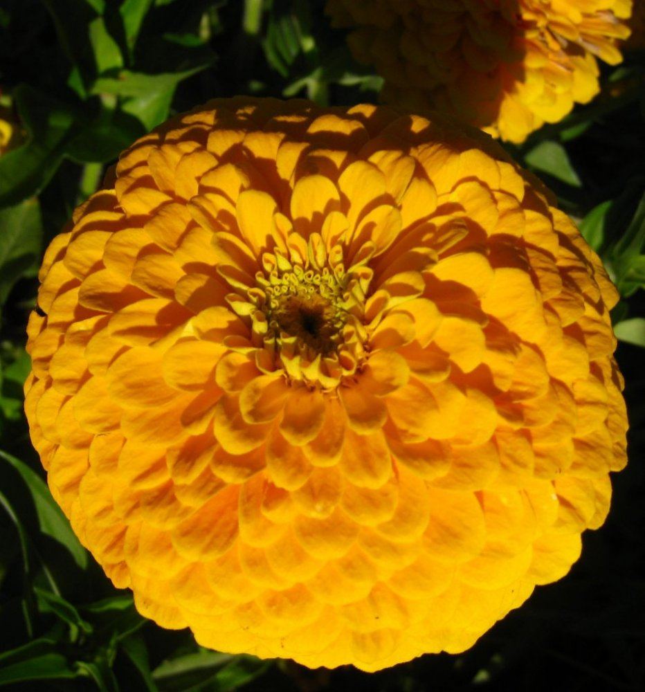 TrialDisplay Garden27