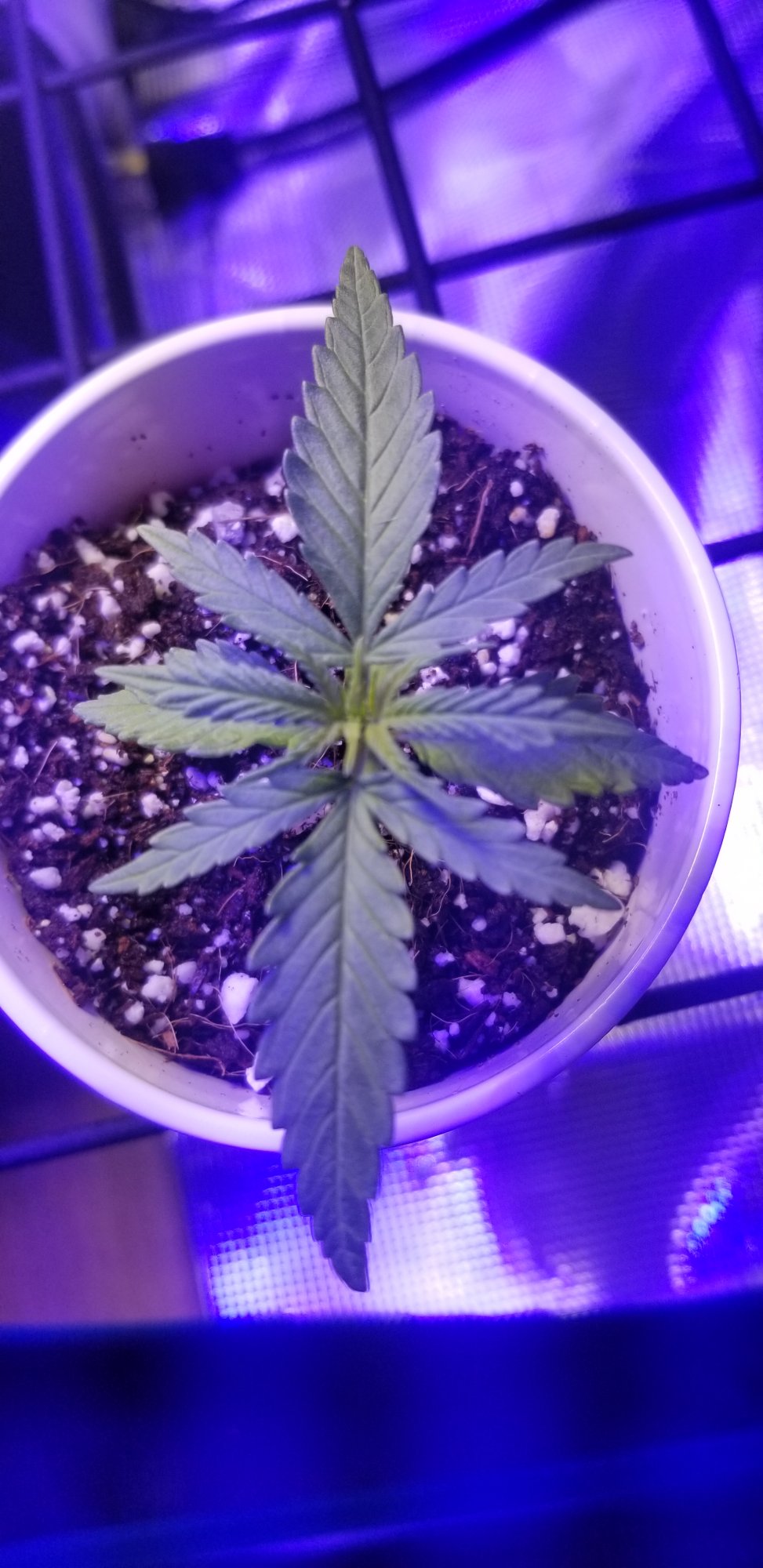 Trial error monitoring adjusting first grow coco coir daily pics and updates 10
