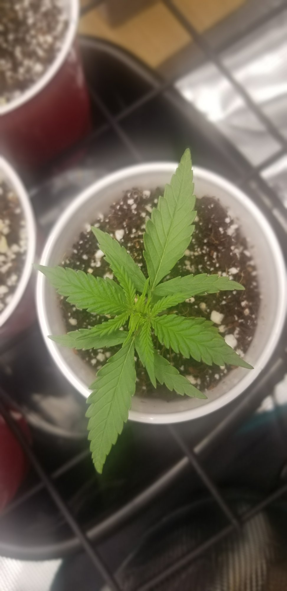 Trial error monitoring adjusting first grow coco coir daily pics and updates 11