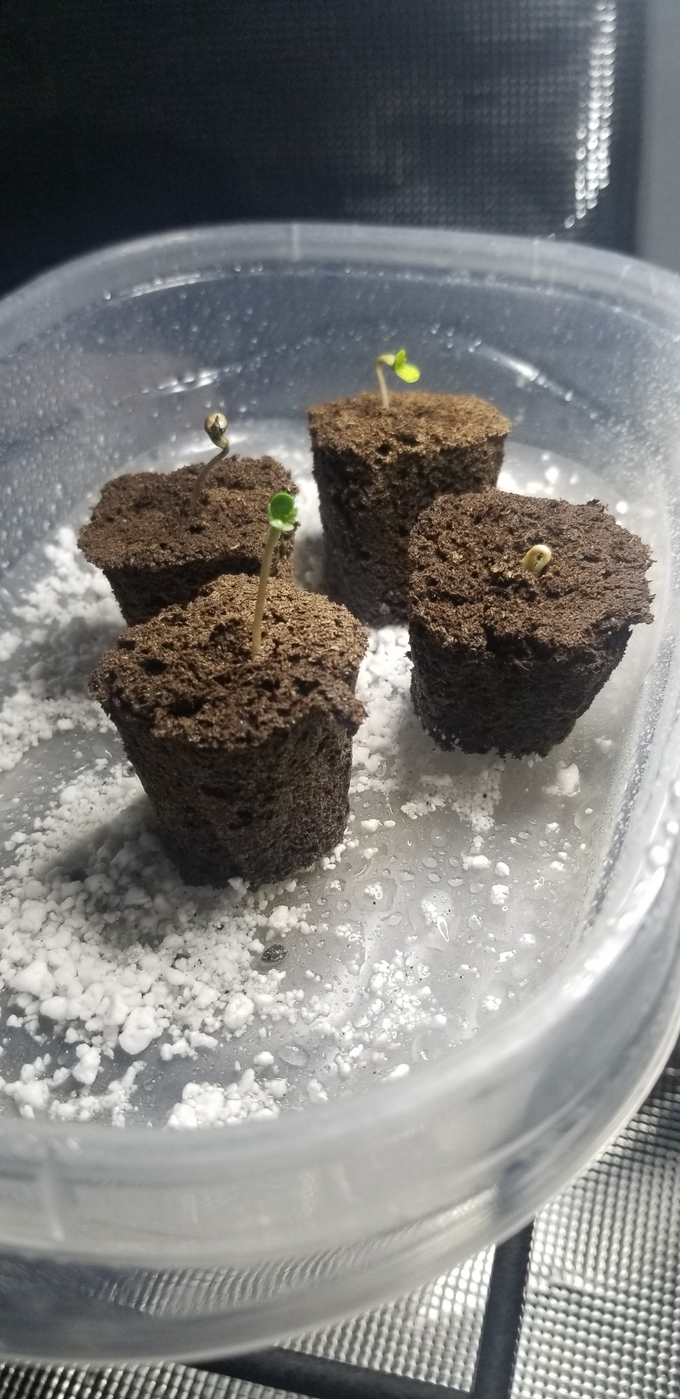 Trial error monitoring adjusting first grow coco coir daily pics and updates 2