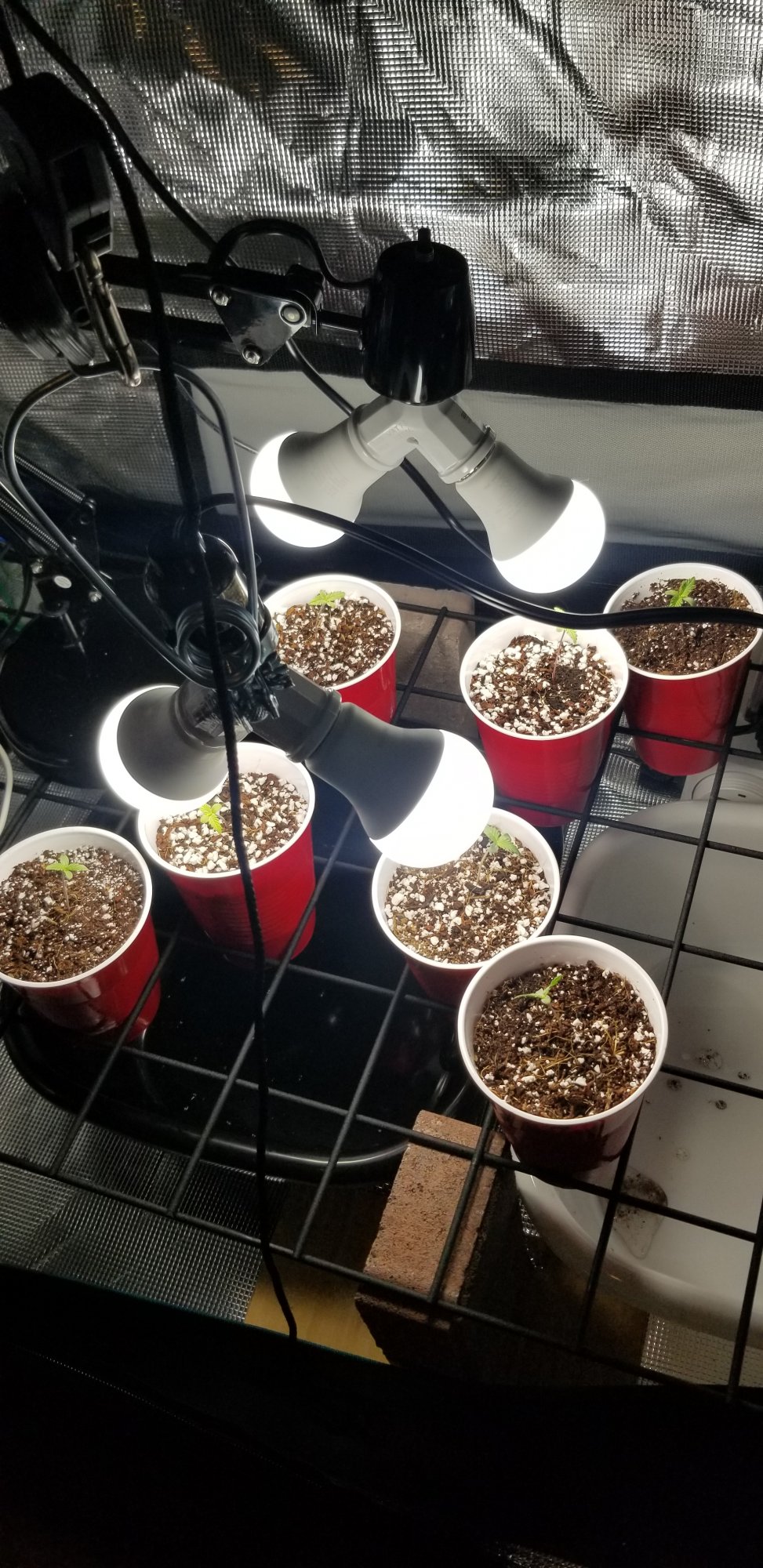 Trial error monitoring adjusting first grow coco coir daily pics and updates 4