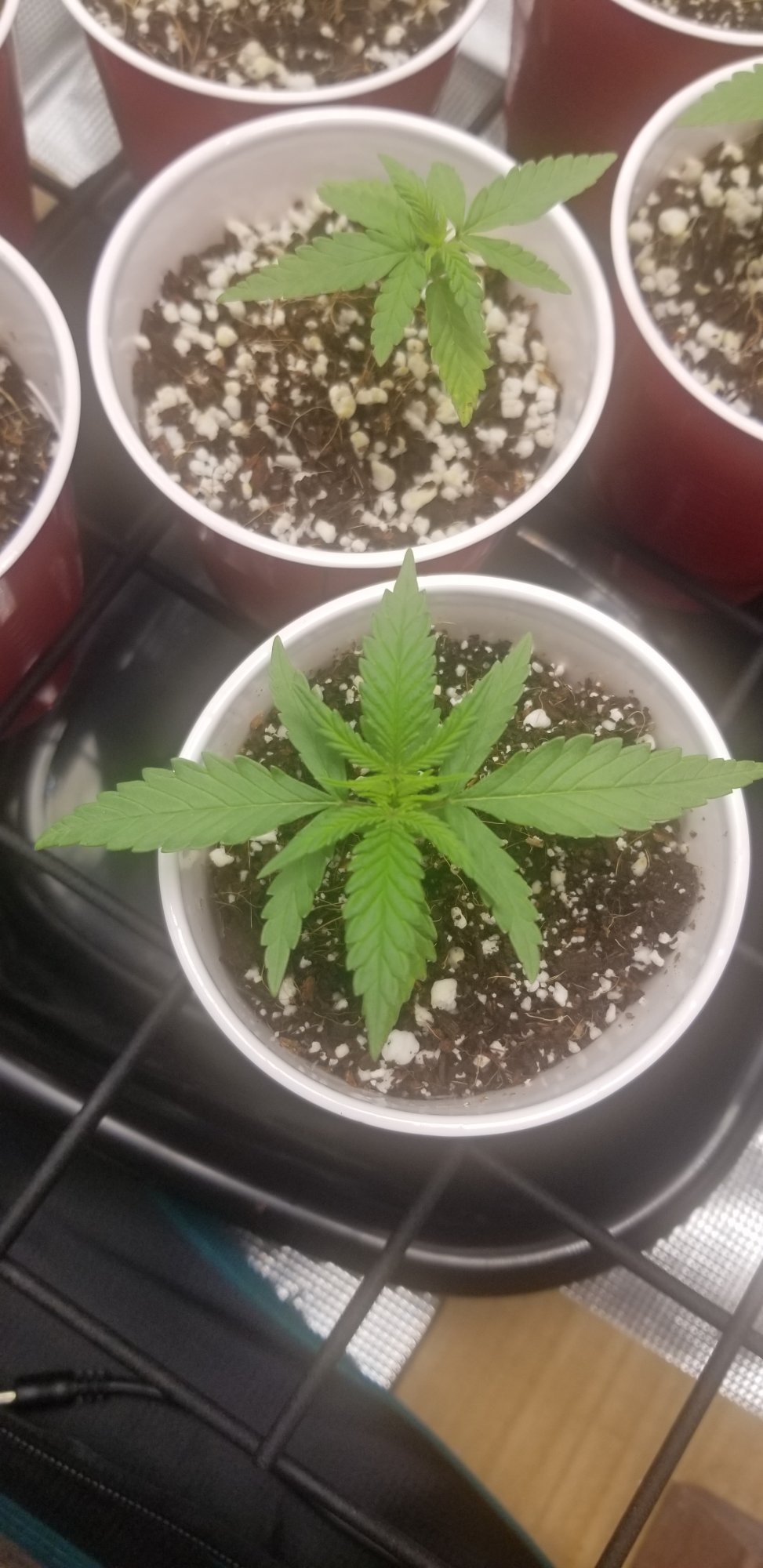 Trial error monitoring adjusting first grow coco coir daily pics and updates 9