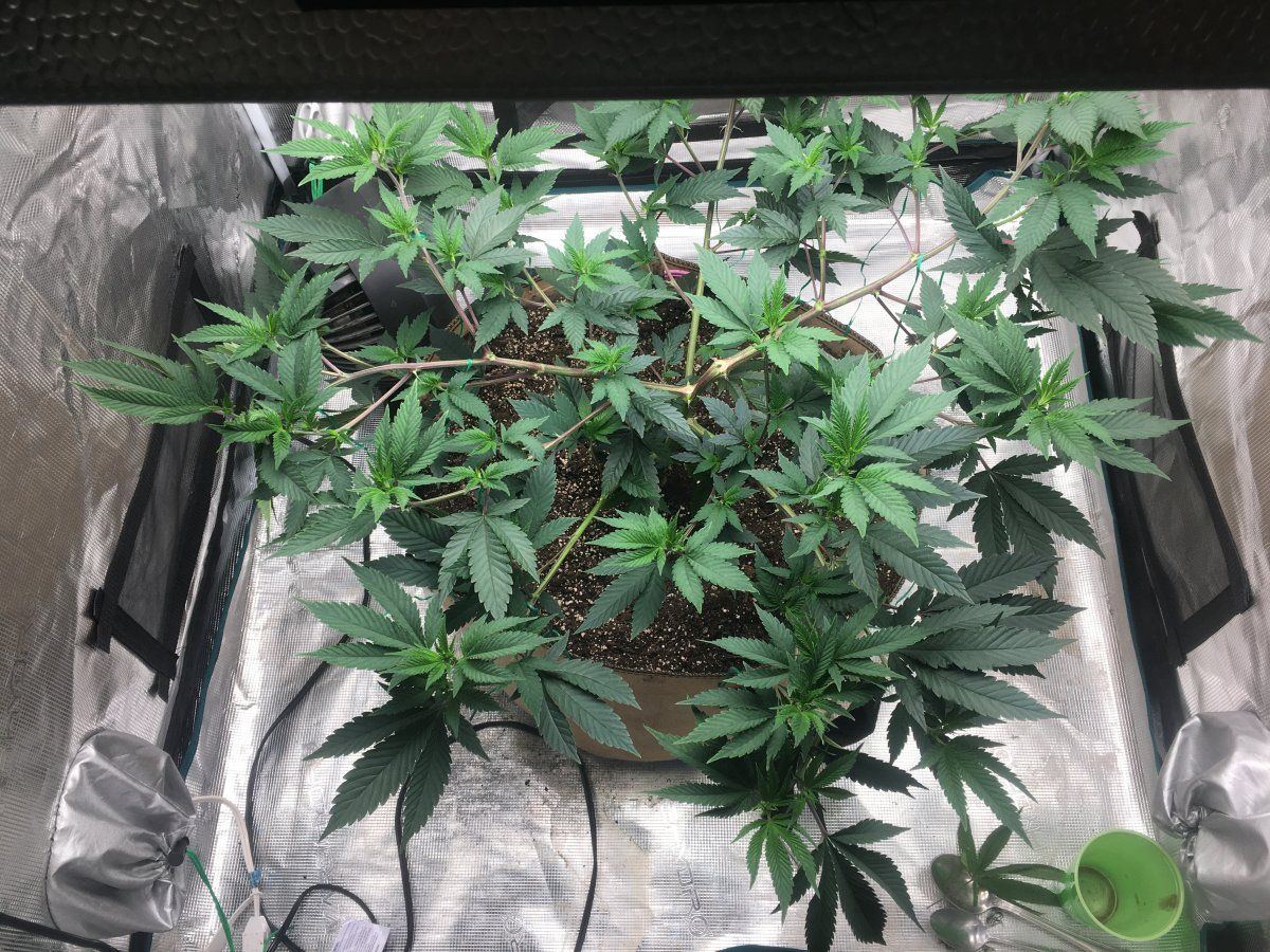 Triangle  grape  cake  by tenguseedco 3