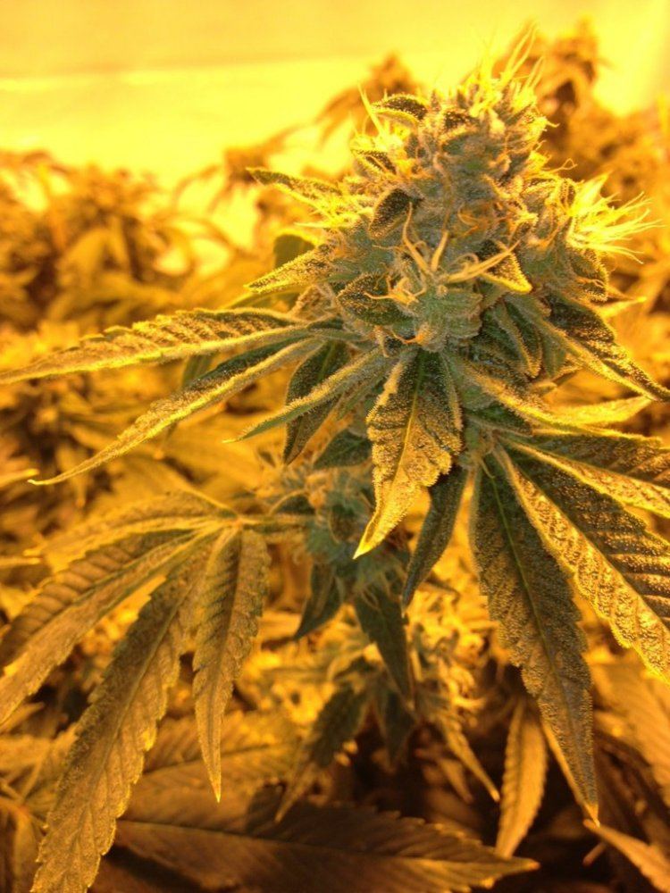Triangle kush day 49