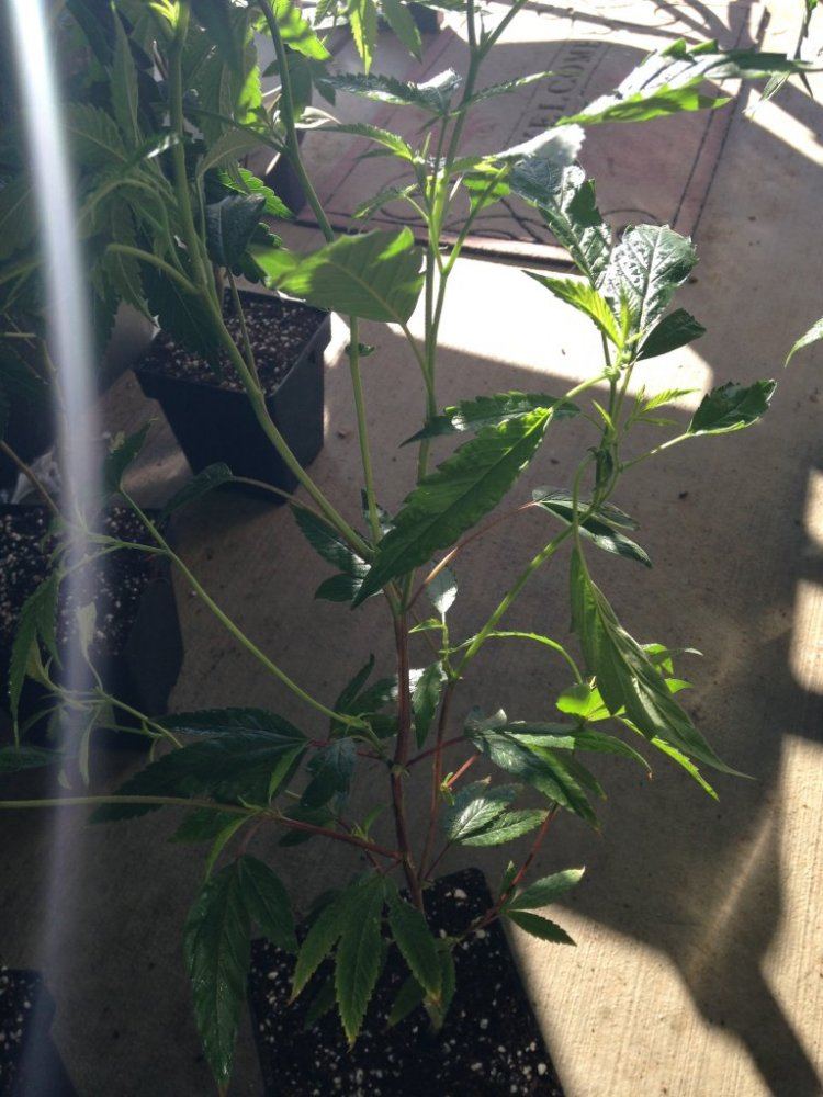 Triangle Kush