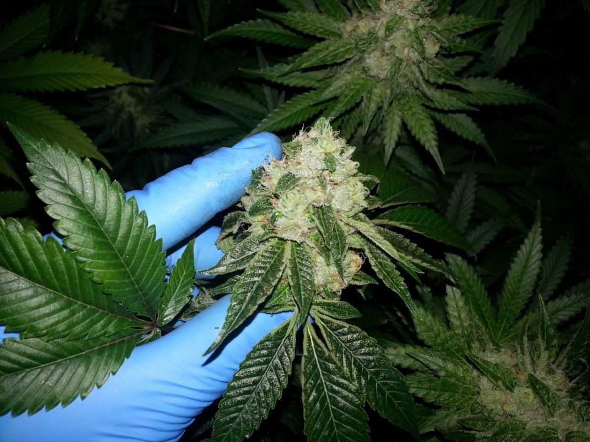 Triangle7wks