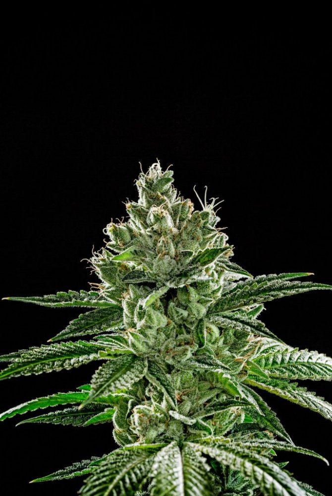 Triangle Kush FINAL