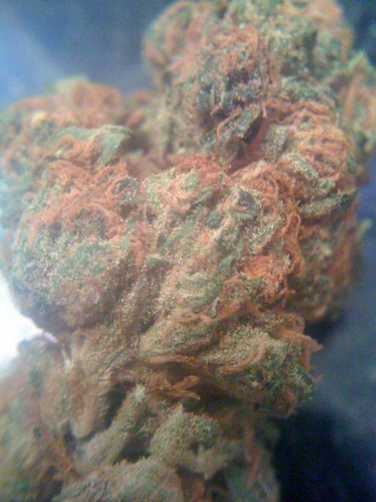 Trianglekush