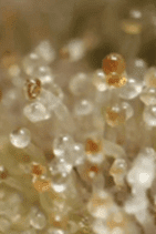 Trich 2