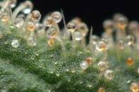 Trich 4