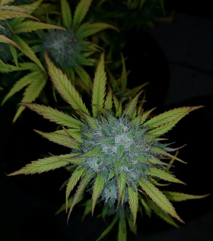 Trich