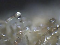 Trich1