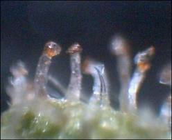Trich3
