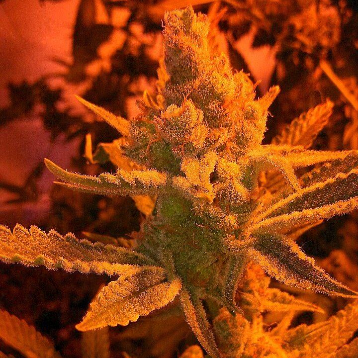 Trichbuds