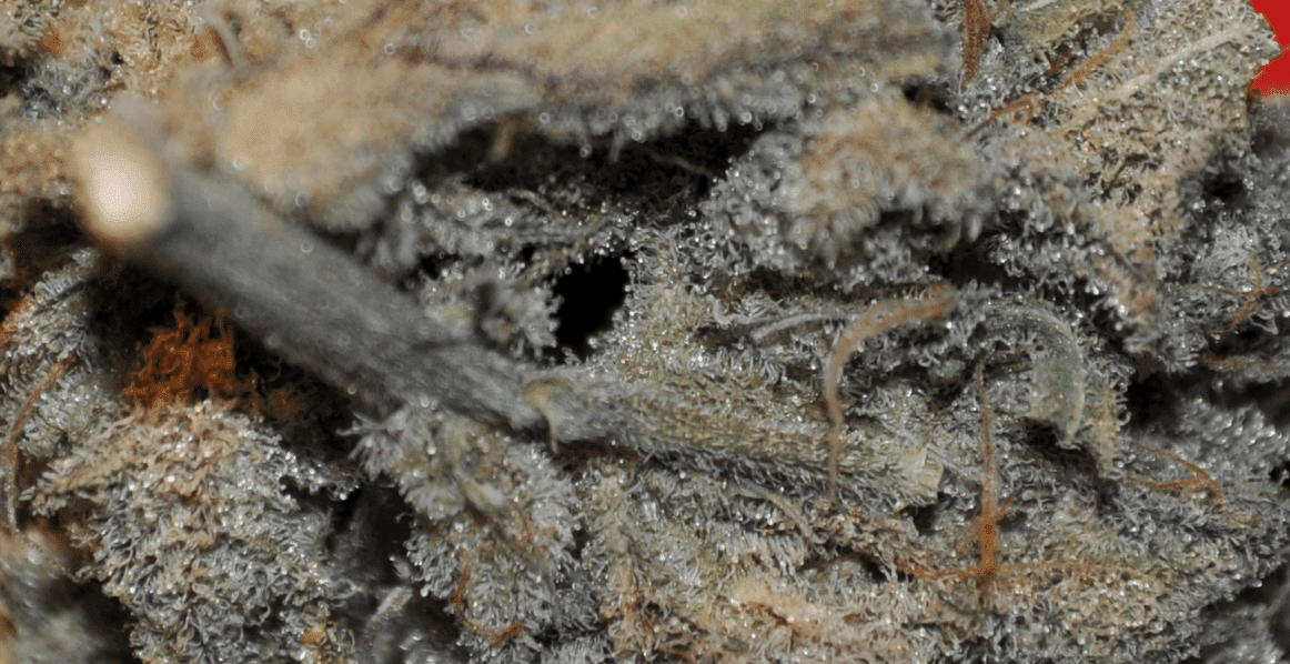 Trichcave2