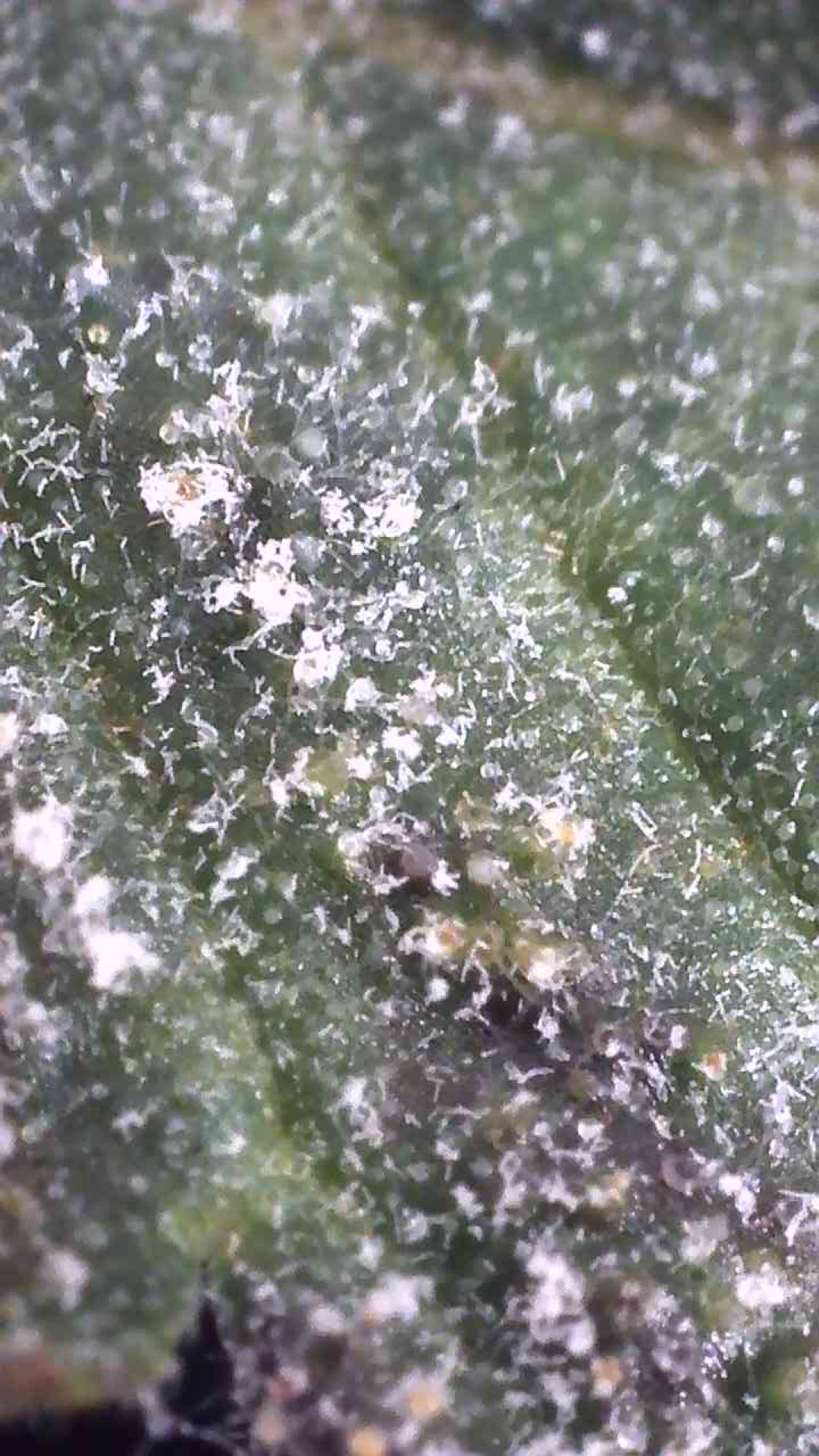 Trichome close up please help id 2