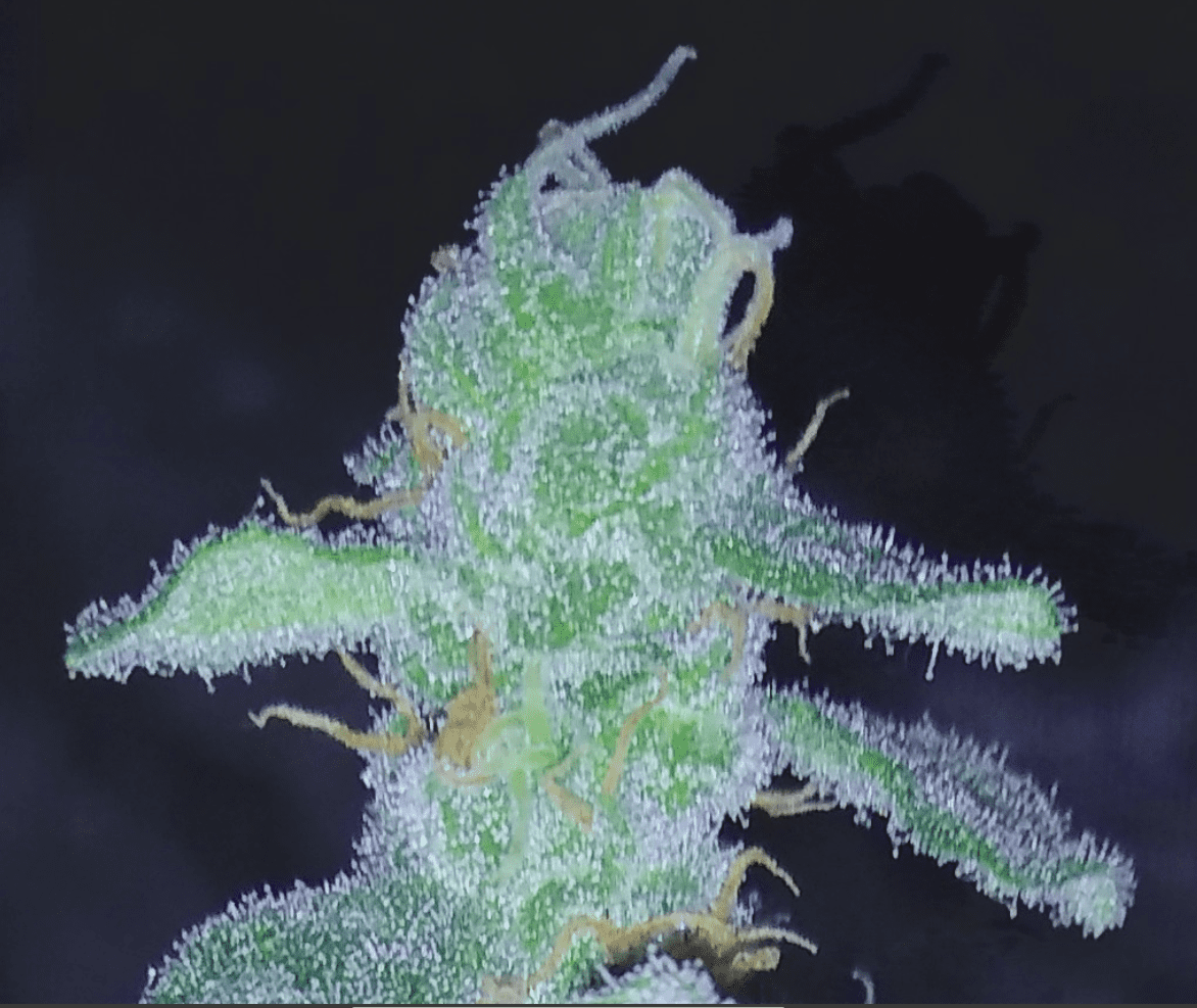 Trichome length   whip out your trichs