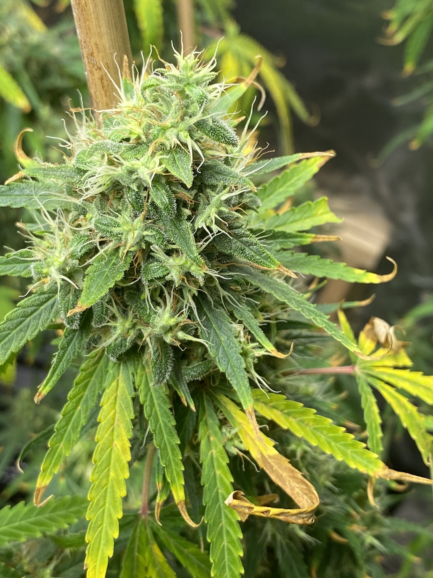 Can I harvest with white hairs? Trichome opinions - THCFarmer