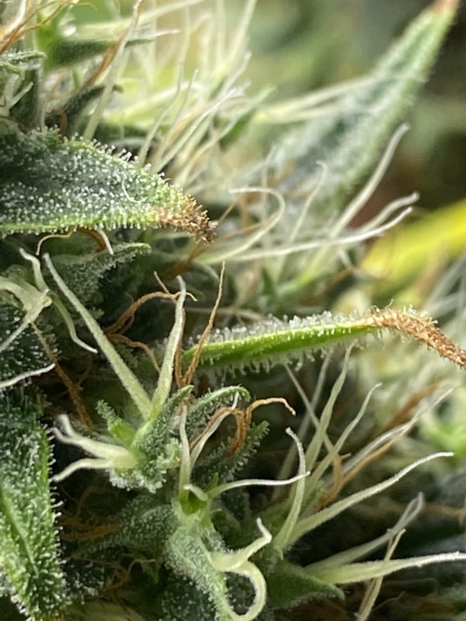 Trichome opinions white hairs still 4