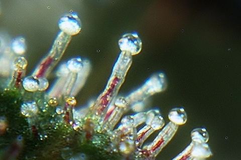 Trichome picture with new usb endo microscope