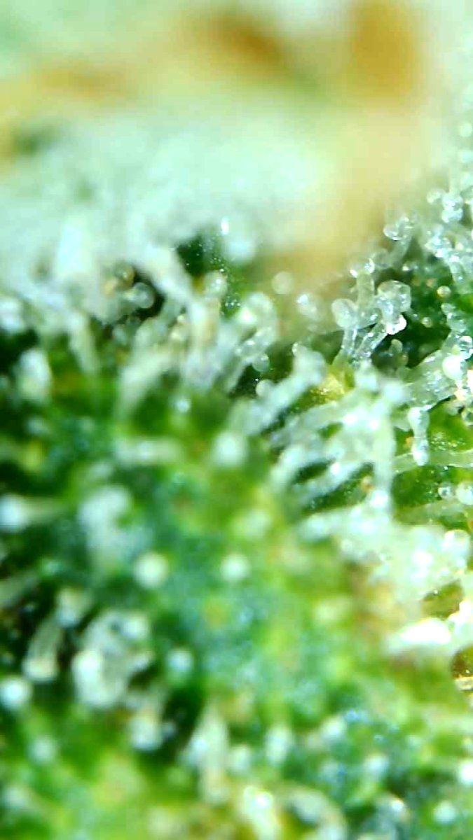 Trichome ready to go or no 3