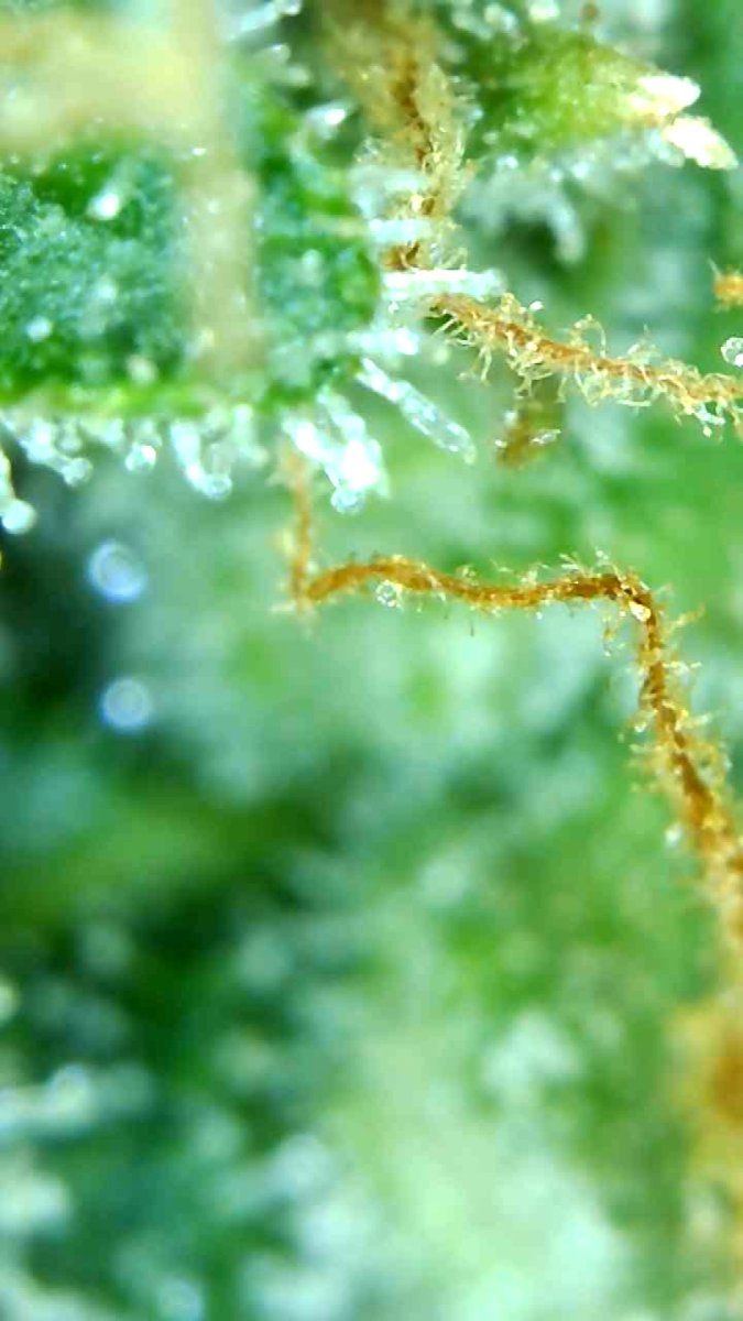 Trichome ready to go or no 4