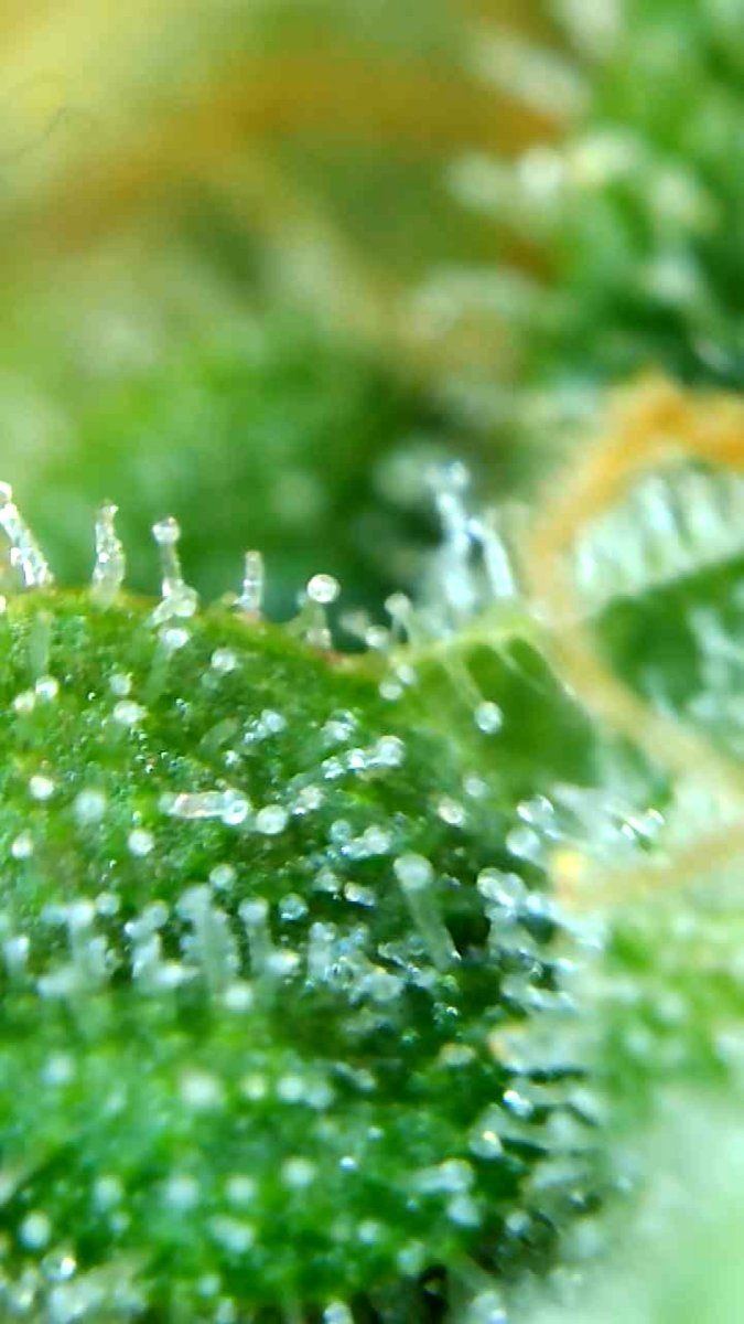 Trichome ready to go or no 5