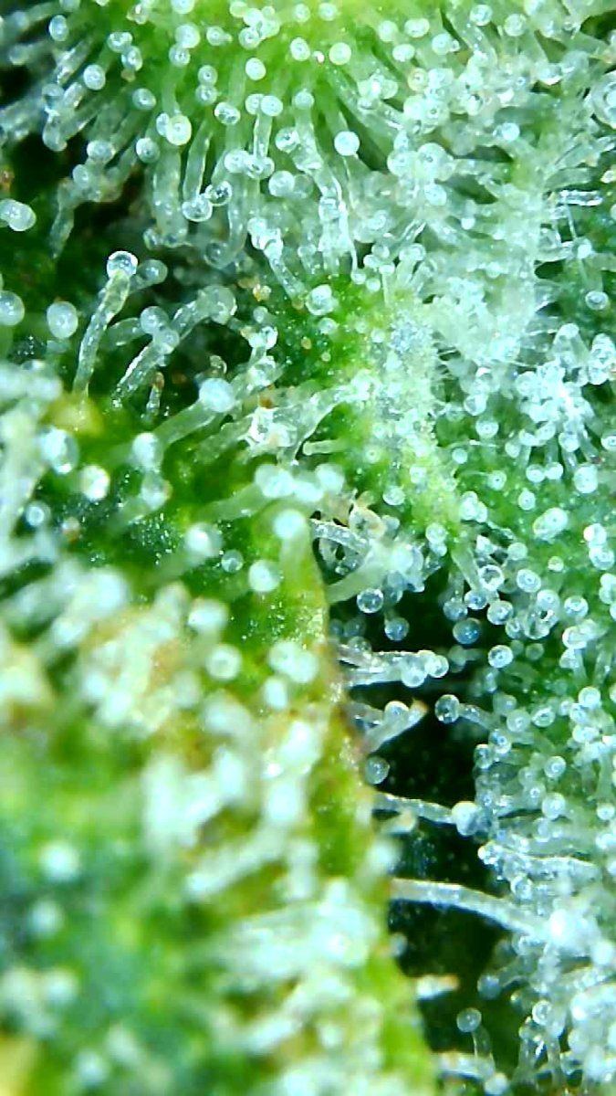 Trichome ready to go or no 6