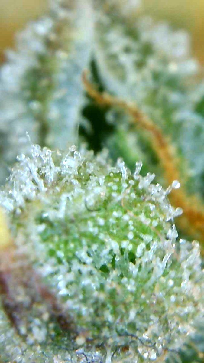 Trichome ready to go or no