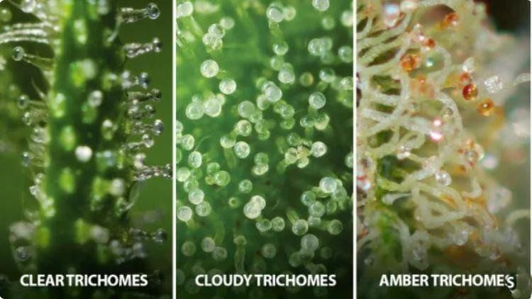 Trichome shades