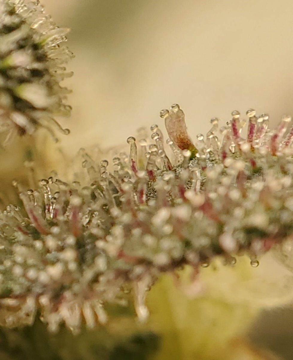 TRICHOME WEDDING