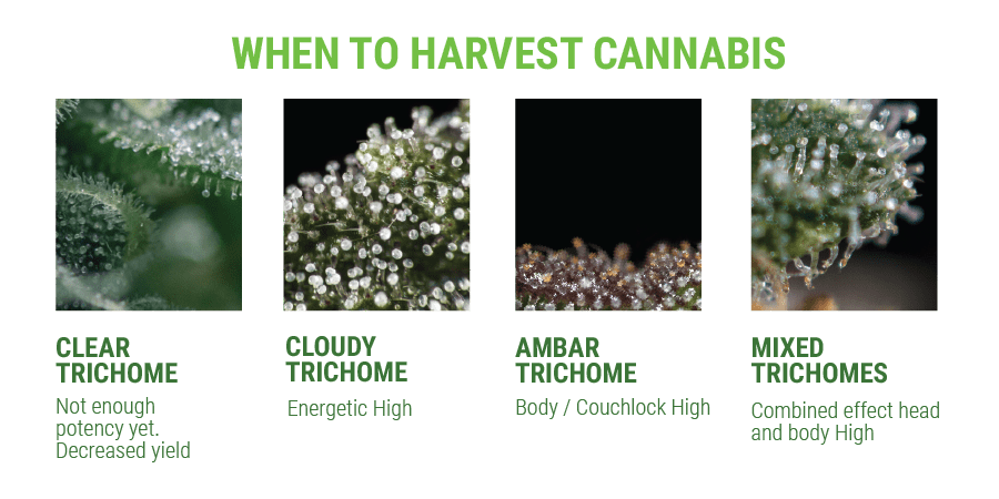 Trichome when to harvest
