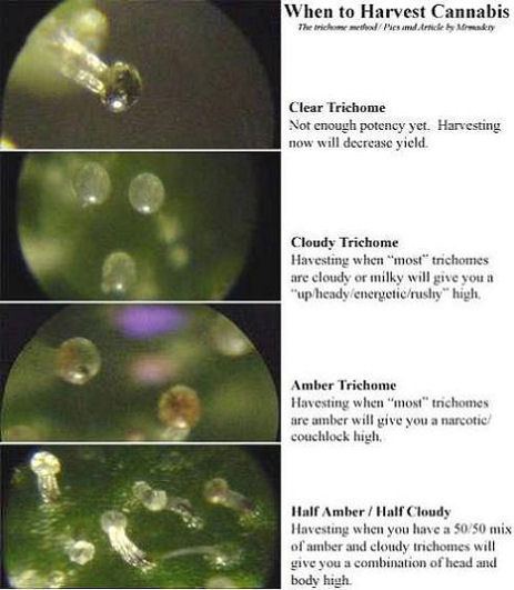 Trichome chart1