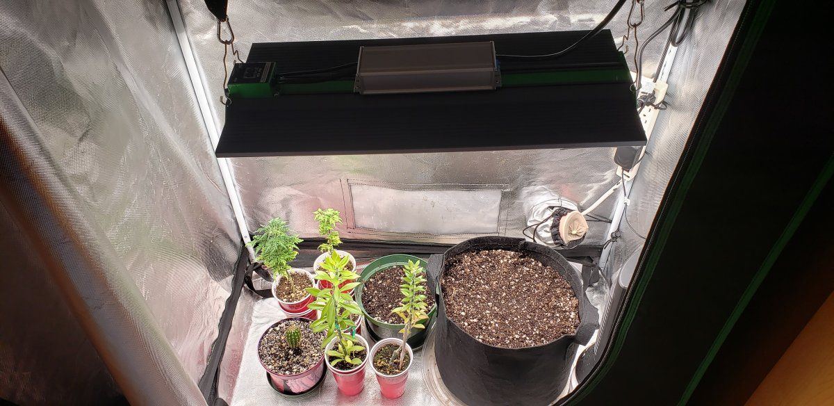Trichomelickers p2000 giveaway grow diary