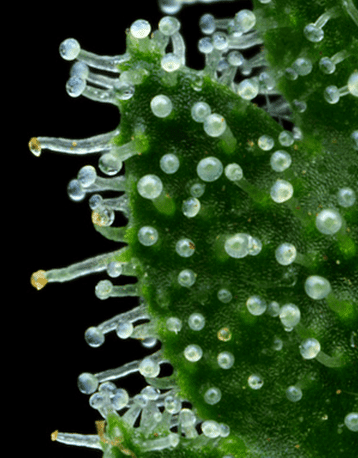 Trichomes 420magazine