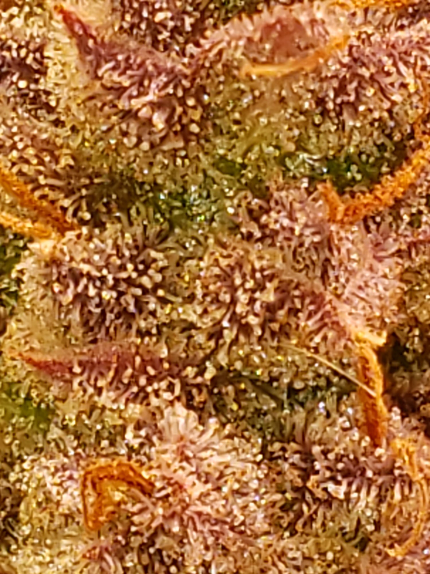 Trichomes and when to harvest 3