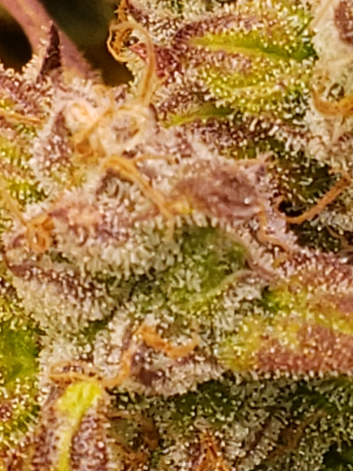 Trichomes and when to harvest 8