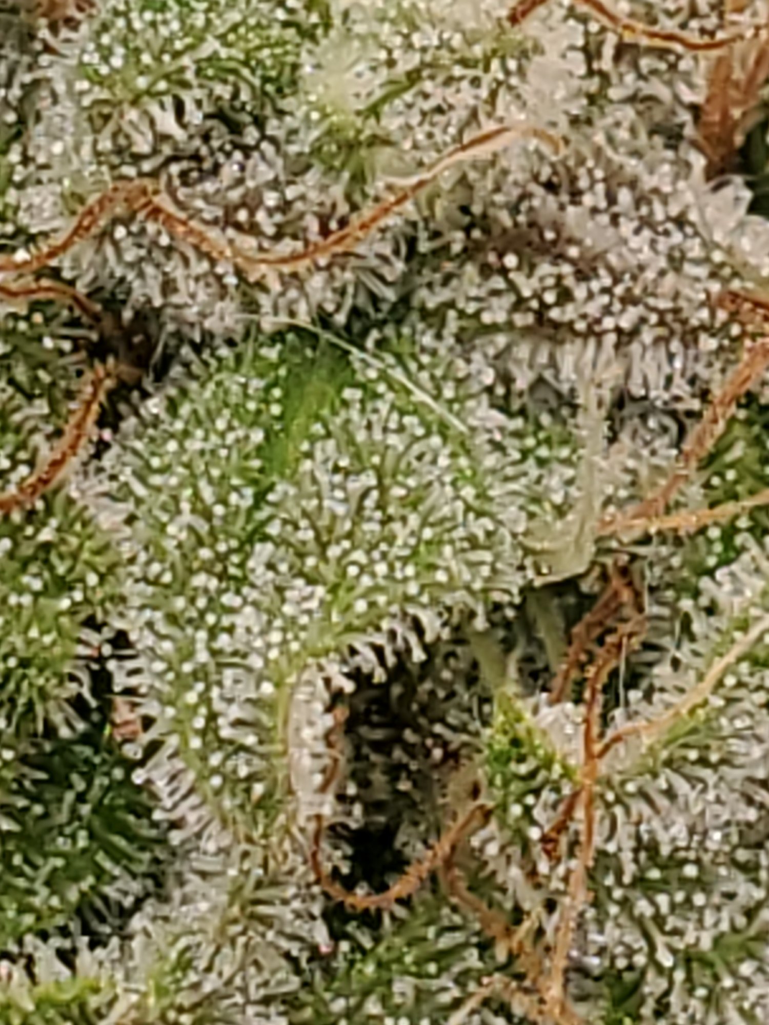 Trichomes are these cloudy or clear 4