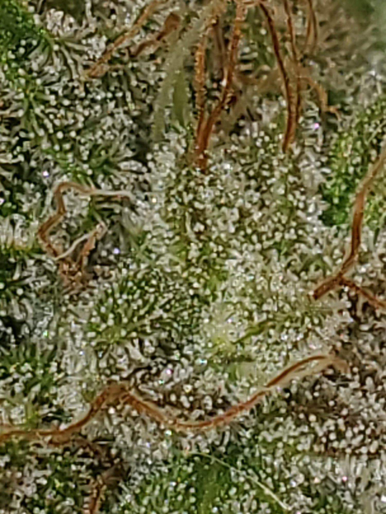 Trichomes are these cloudy or clear 5